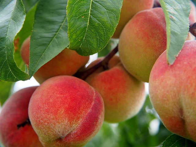 Freestone peaches are ideal for pie because the flesh separates easily from the pit, making preparation much simpler. Popular freestone varieties include Elberta, O'Henry, and Redhaven. These ripen in mid to late summer.